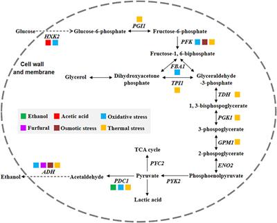 OMICs-Based Strategies to Explore Stress Tolerance Mechanisms of Saccharomyces cerevisiae for Efficient Fuel Ethanol Production